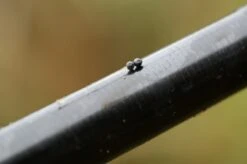 Lood Micro Shot - Guru -Aanbevolen Winkels Voor Visuitrusting 1266185756