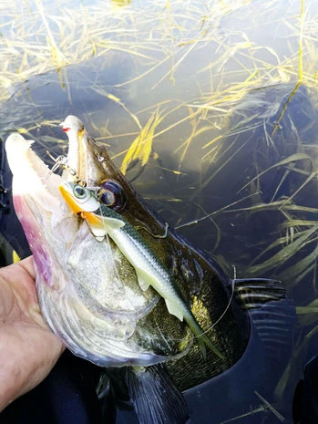 Quantum - Shads Original Pelagic Shad 60 Gram - 21cm - Quantum 7 Quantum - Shads Original Pelagic Shad 60 Gram - 21cm - Quantum - Afbeelding 5